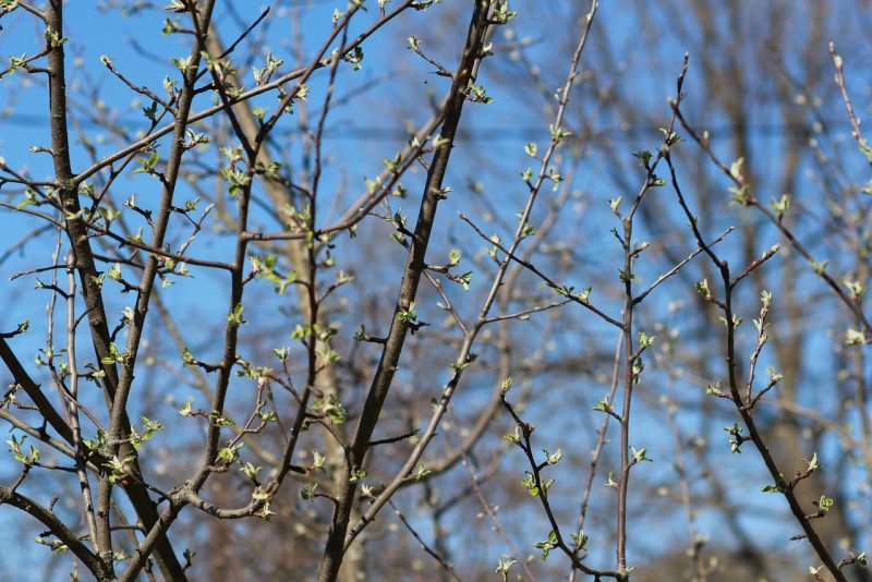 Почки на деревьях весной