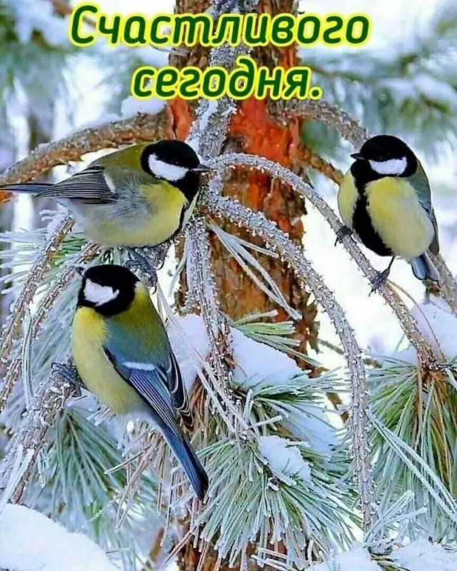 Зимняя птичка синичка