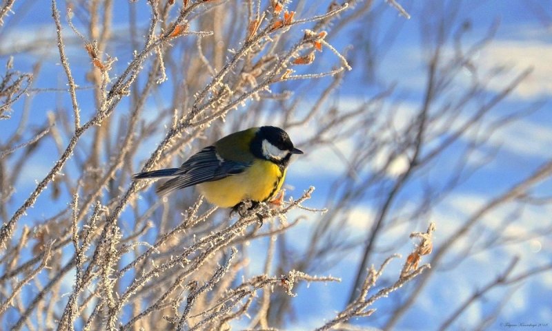 Зимующие птицы синичка