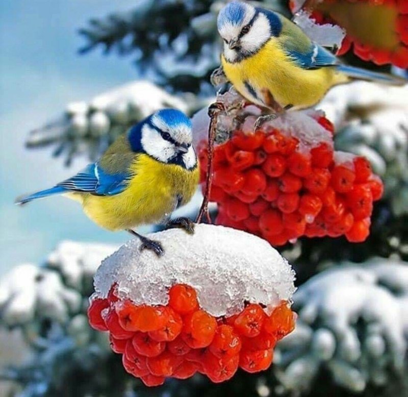 Зимующие птицы синичка