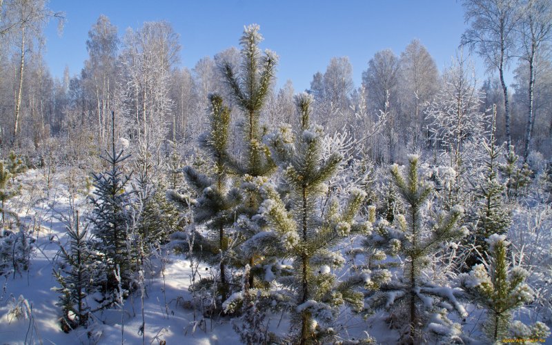 Природа Тамбовской области зима
