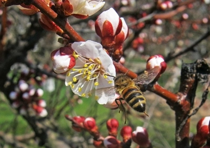 Цветет абрикос и пчела