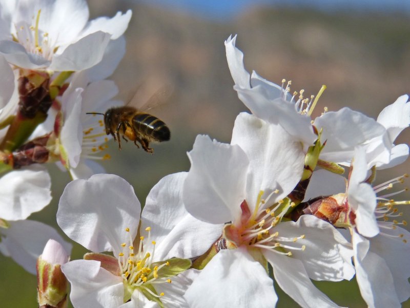 Пчела и цветы весной