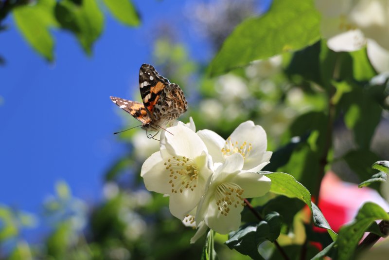Весна природа бабочка