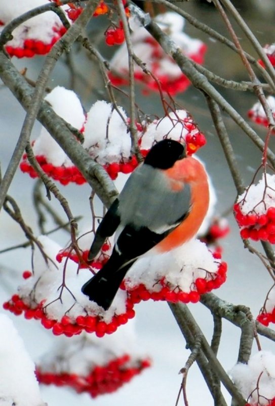 Зимующие птицы Снегирь зимой