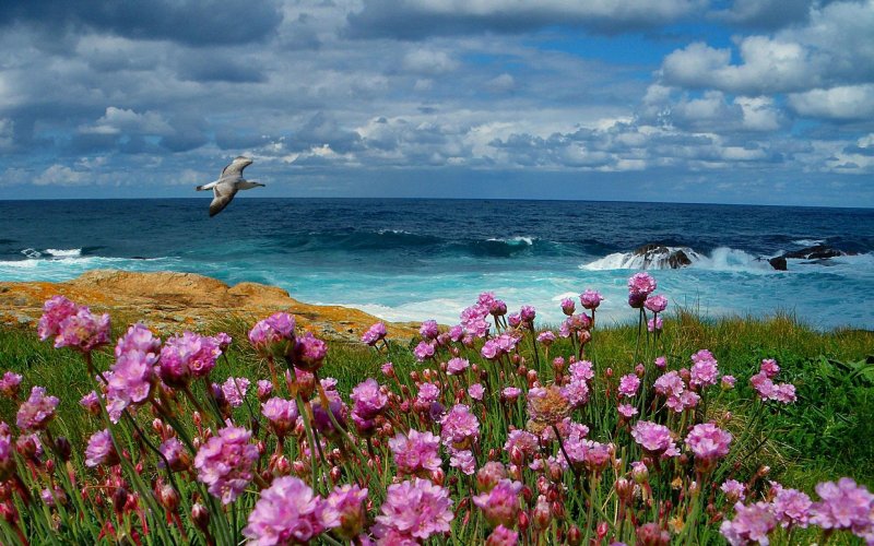 Куст цветов на фоне моря