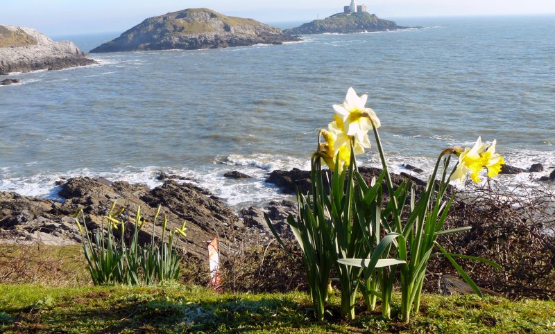Уэльс – Нарцисс (Daffodil)