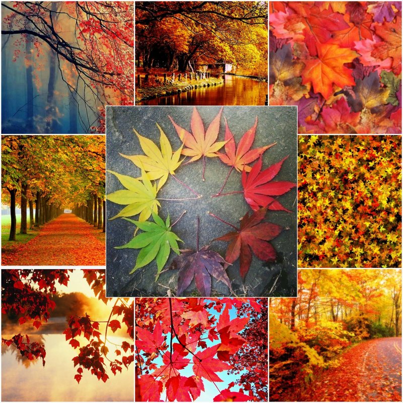 Фотоколлаж на тему осень
