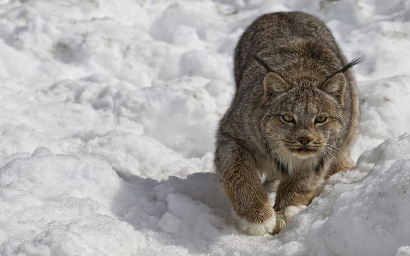 Туркистон силовсини – Туркестанская Рысь – Lynx Lynx Linnaeus, 1758