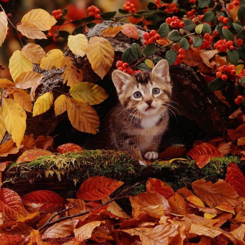 Красивый кот осень