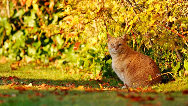 Кошка в листве