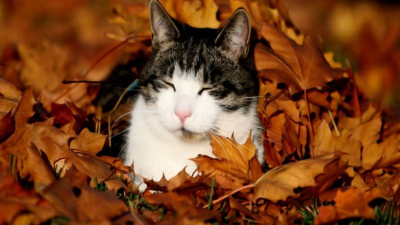 Кошка в осенних листьях
