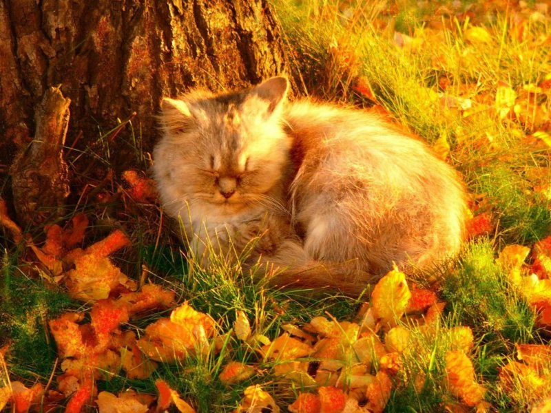 Кот осень