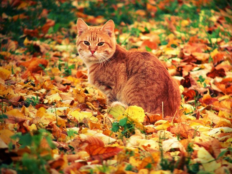 Рыжий кот в осеннем лесу