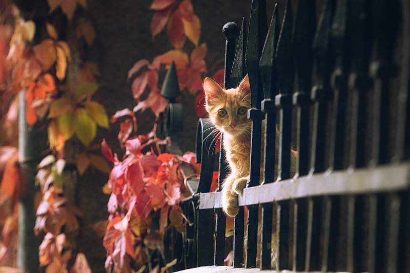 Рыжий котенок осень