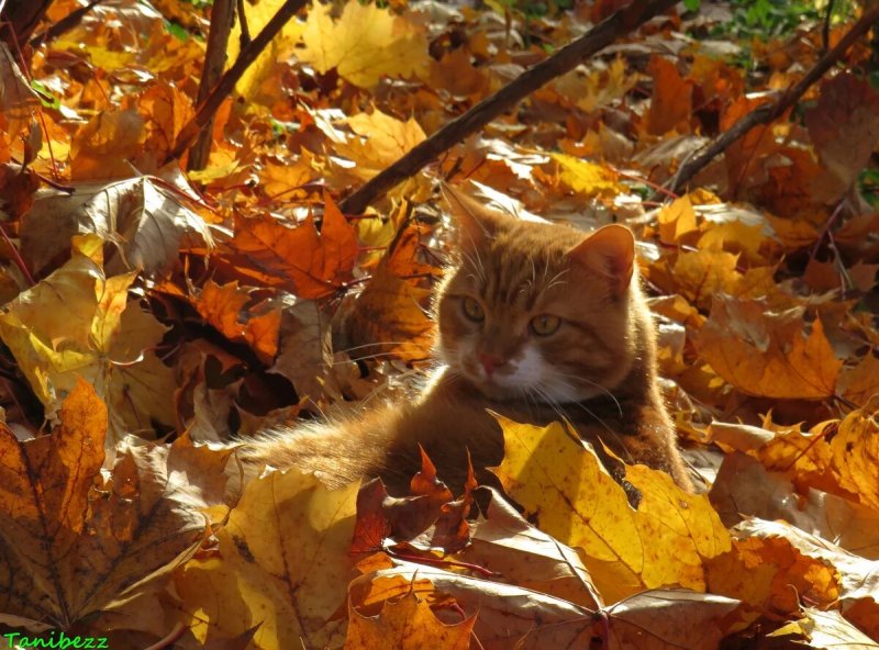 Рыжий котенок осень