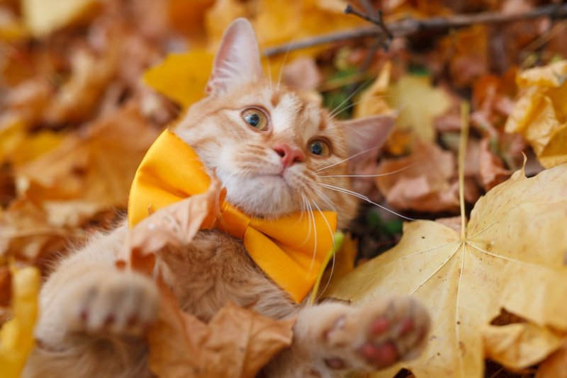Котята осень