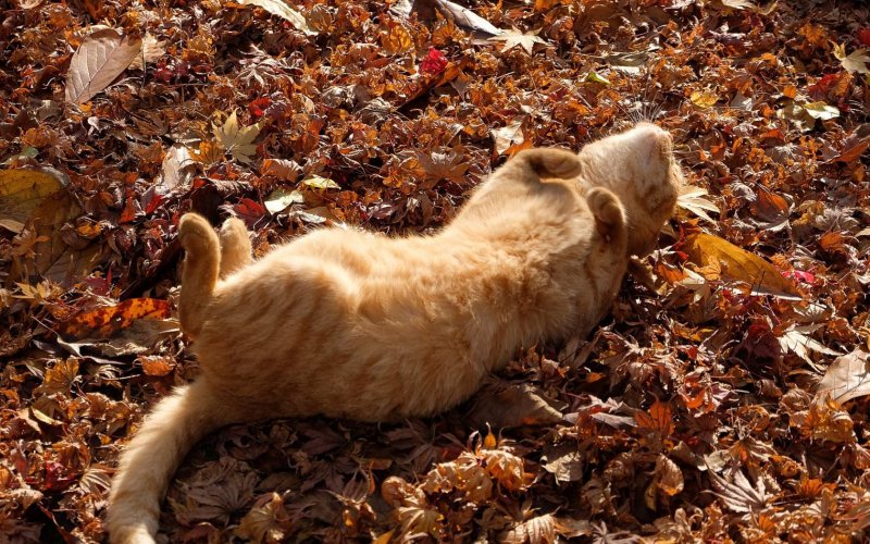 Кот осень листья