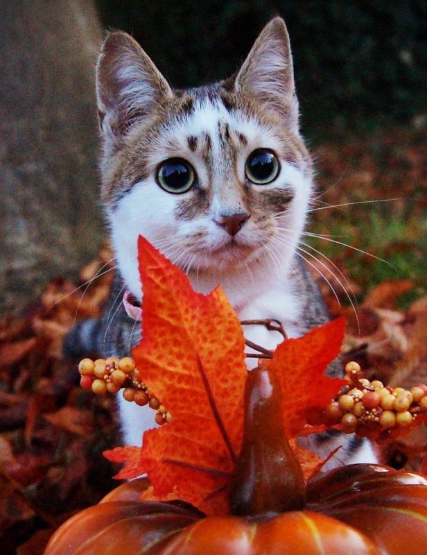 Кот в листве осень