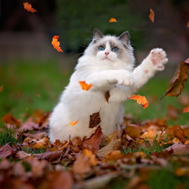 Кот в листве осень