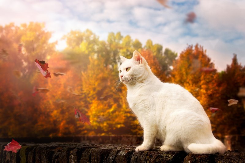 Рыжий кот осень
