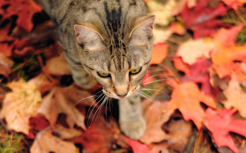 Британский кот и осень