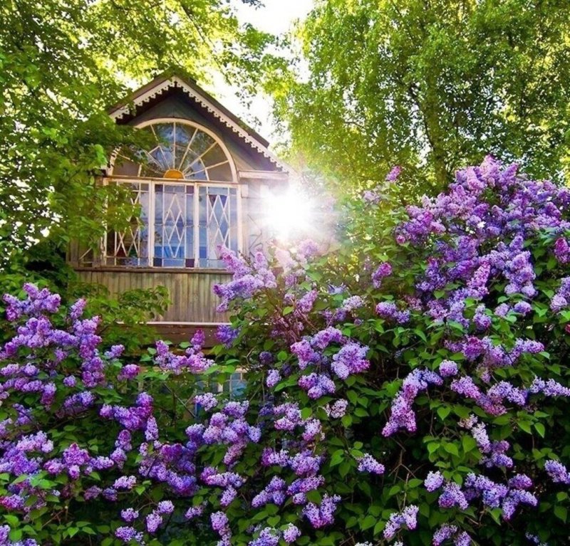 Домик в цветущем саду