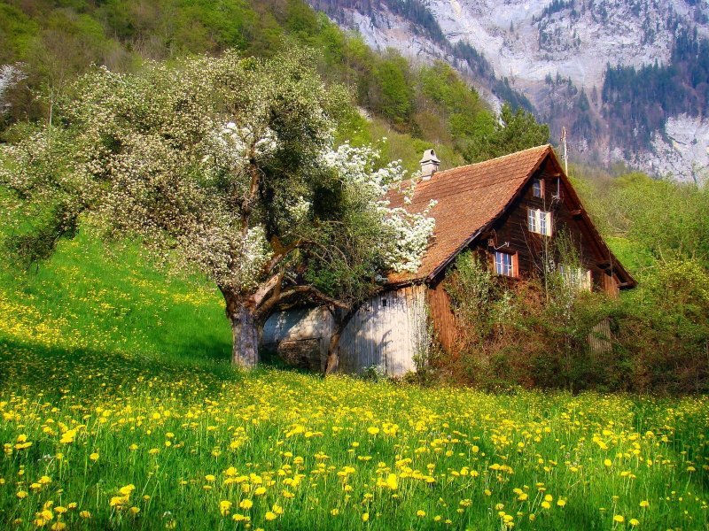 Дом в лесу весной