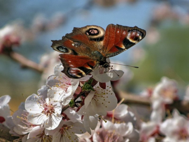 Весна бабочки