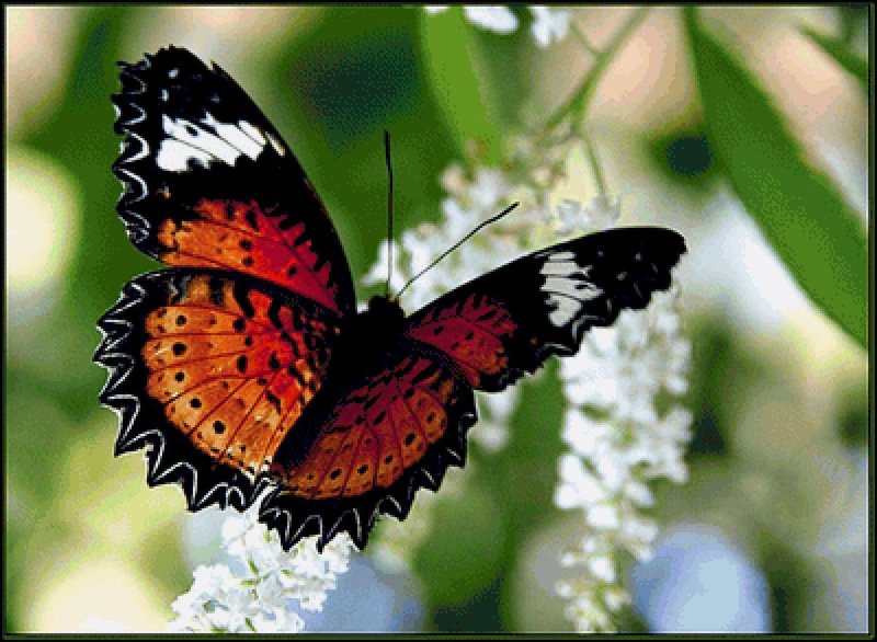 Первые весенние бабочки картинки