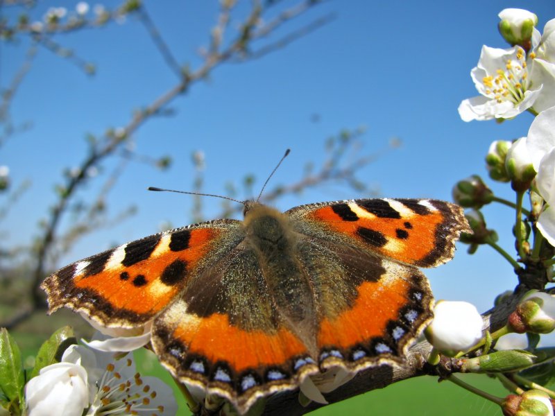 Бабочки ранней весной