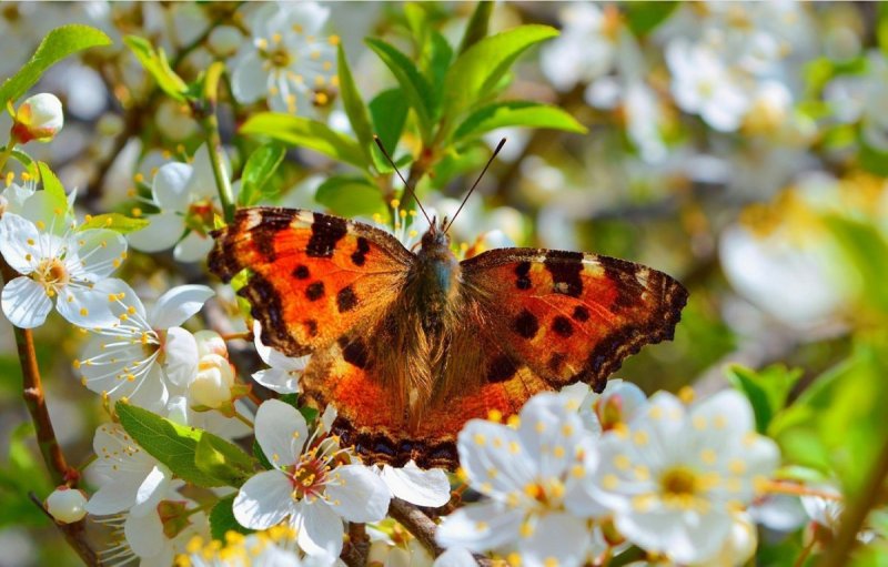 Бабочки весной