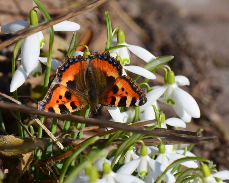 Первые весенние бабочки