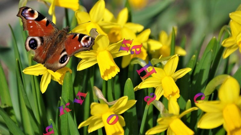 Весна крокусы бабочки