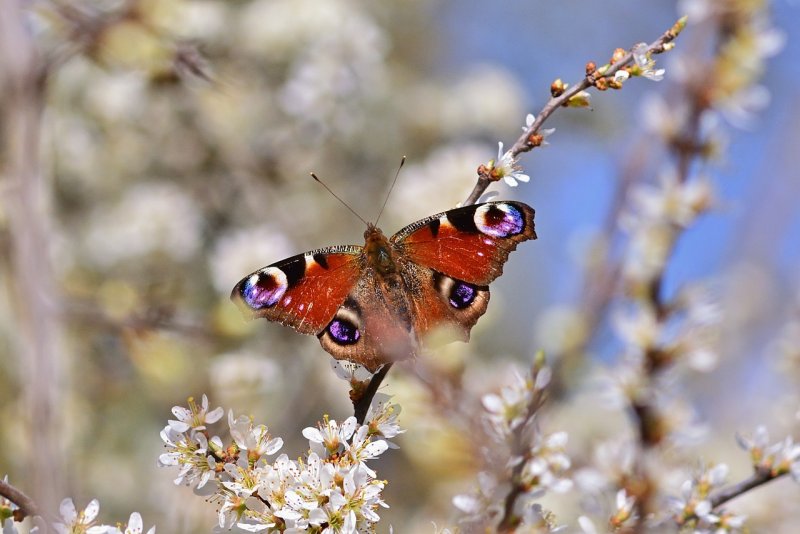 Вон Весна бабочка