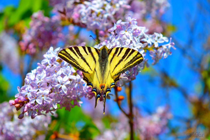 Весна природа бабочка