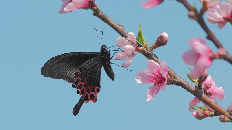 Бабочки весной