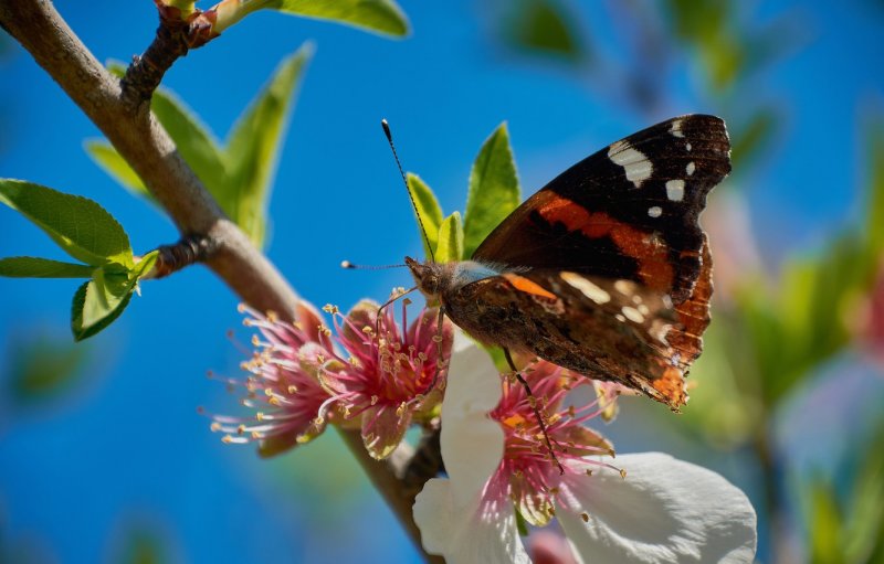 Бабочка на цветущей вишне