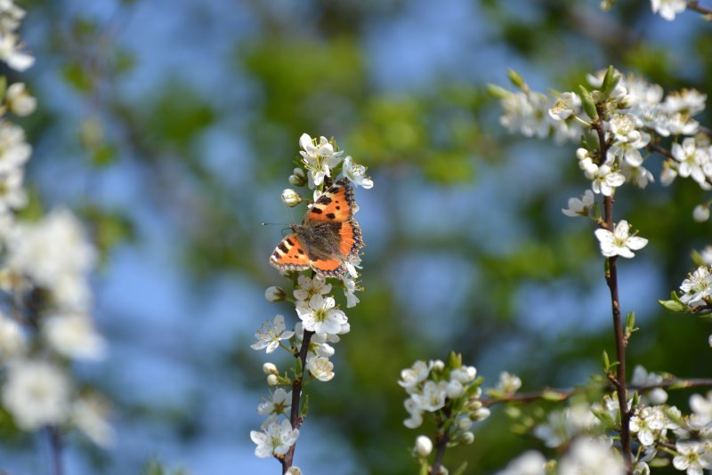 Весенние бабочки