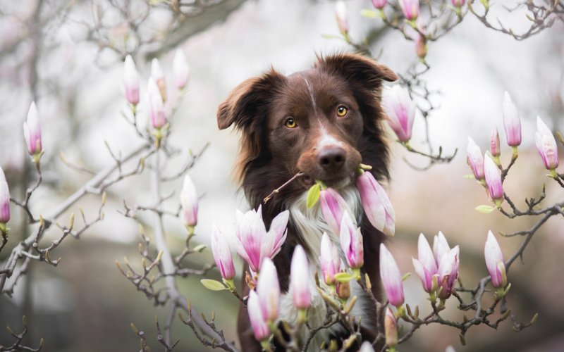 Собачья Весна
