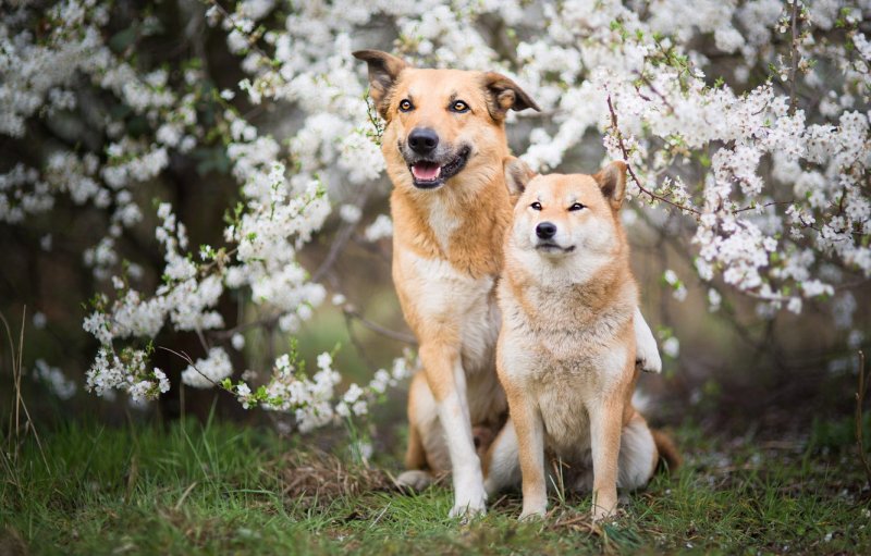 2 Собаки весной