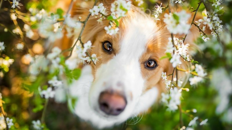Красивые собаки весной