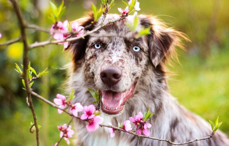 Весна и Веселые собаки