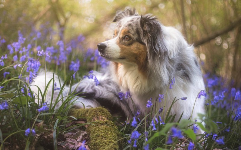 Весна собаки цветы