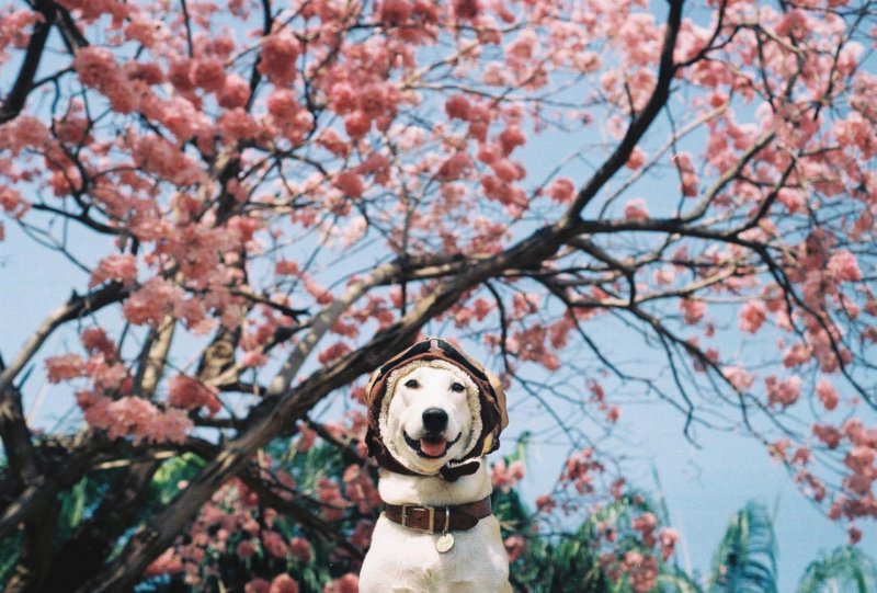 Обои на телефон высокого качества вертикальные Весна с собакой