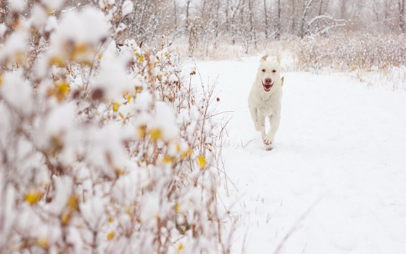 Собака на зимнем фоне