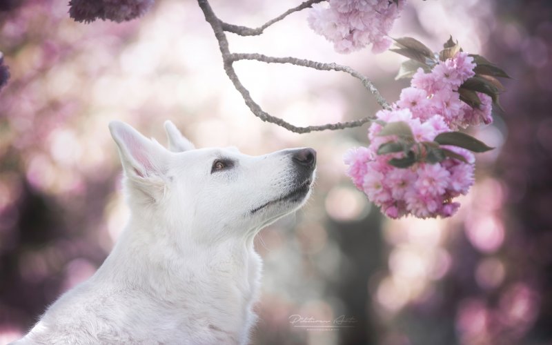 Собака Весна
