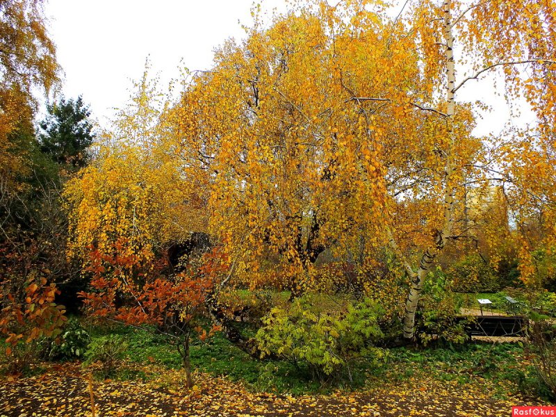 Осенние пейзажи Амура