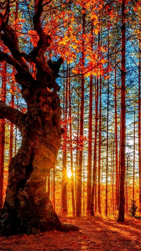 Осенний лес вертикальные