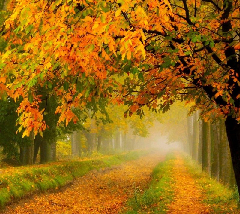 Осенние листья пейзаж